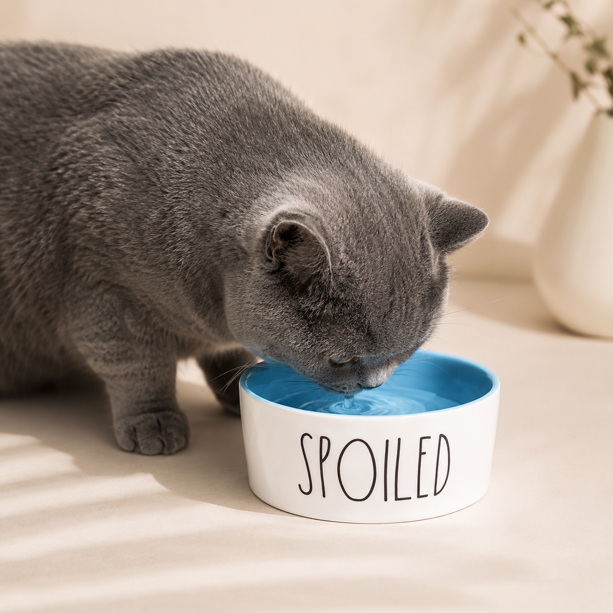 Gray cat drinking from a blue and white Spoiled ceramic pet bowl in a warm neutral home interior.