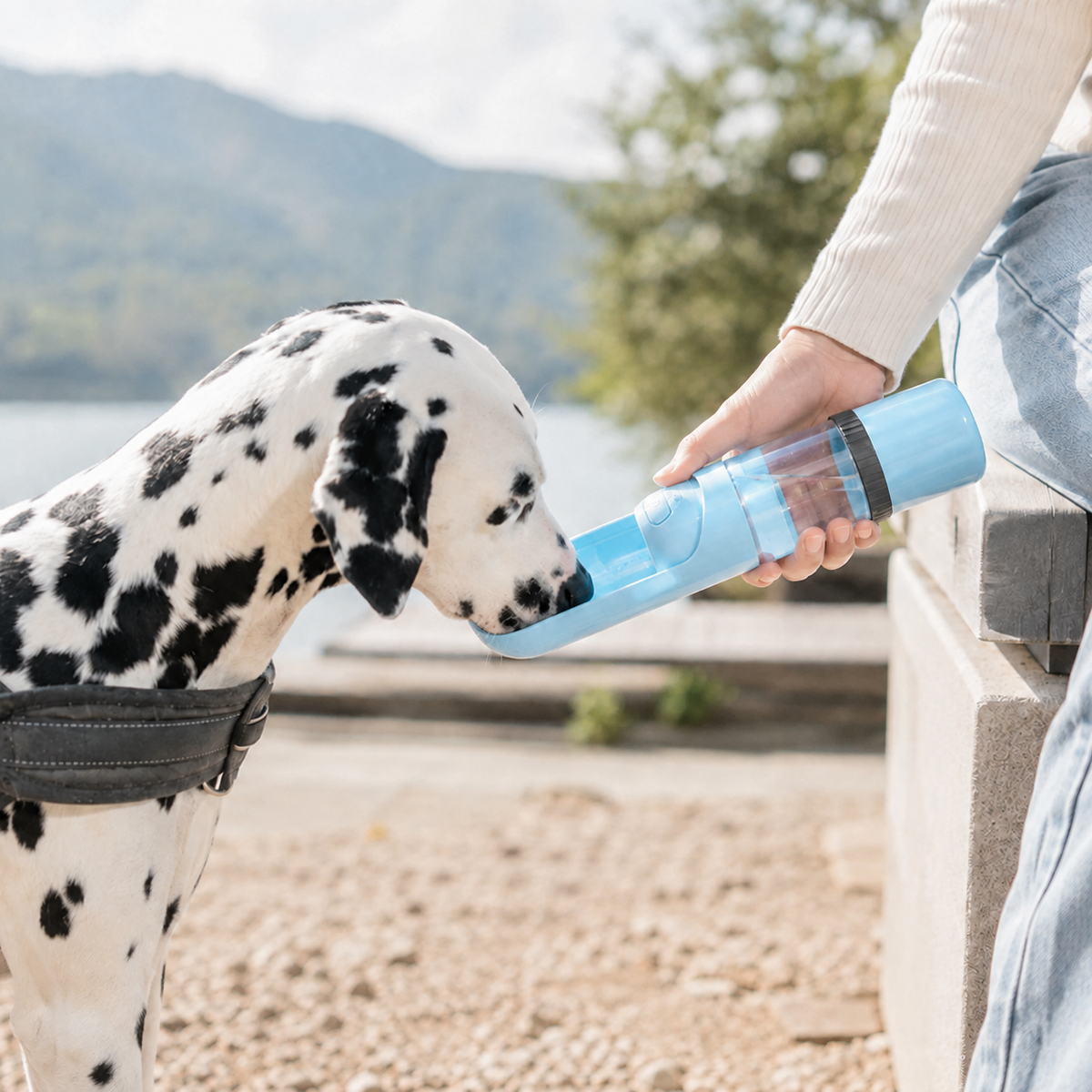 Dalmatian drinking from a blue Nomad Sip & Snack 2-in-1 Pet Travel Water Bottle during an outdoor walk.