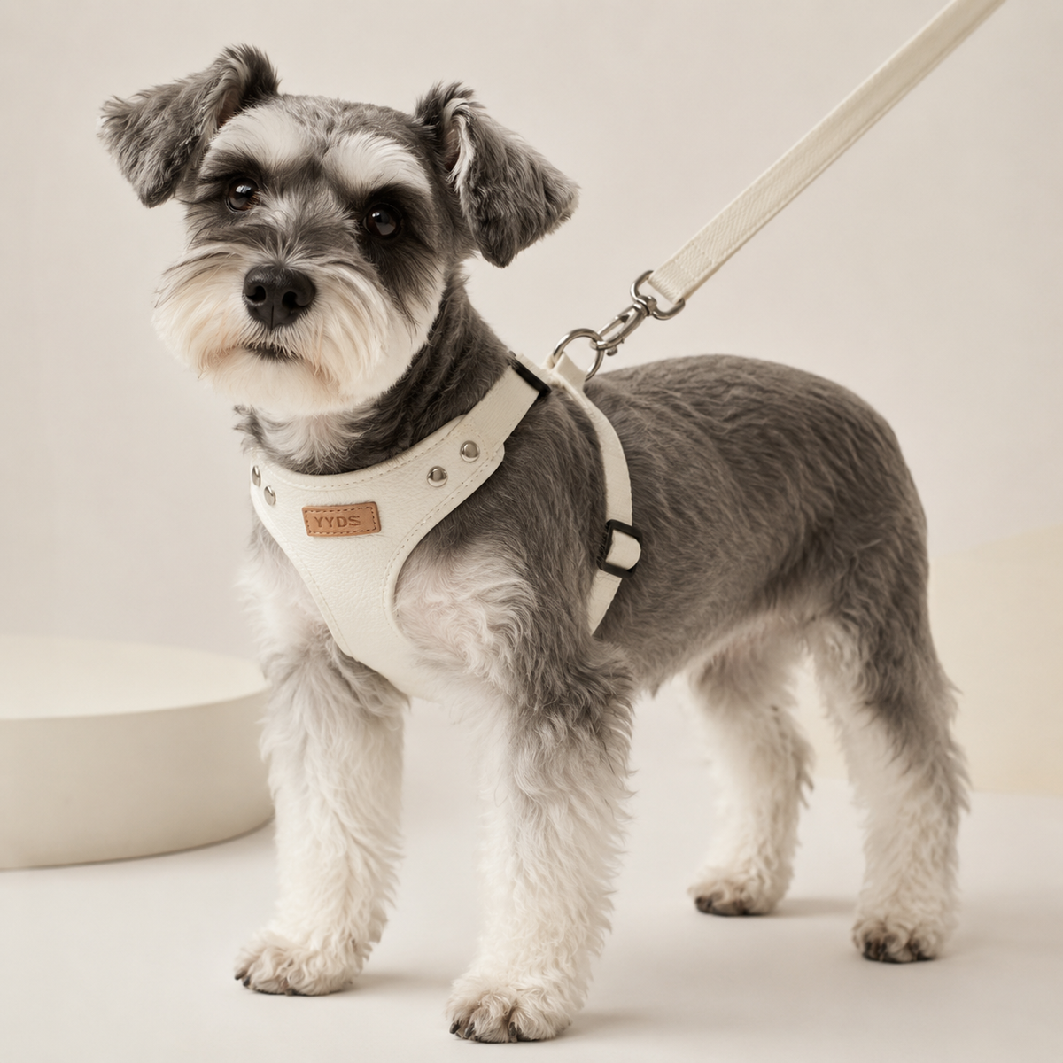 Miniature Schnauzer wearing the Prestige Ivory Leather Walking Harness with matching leash attached at the back.