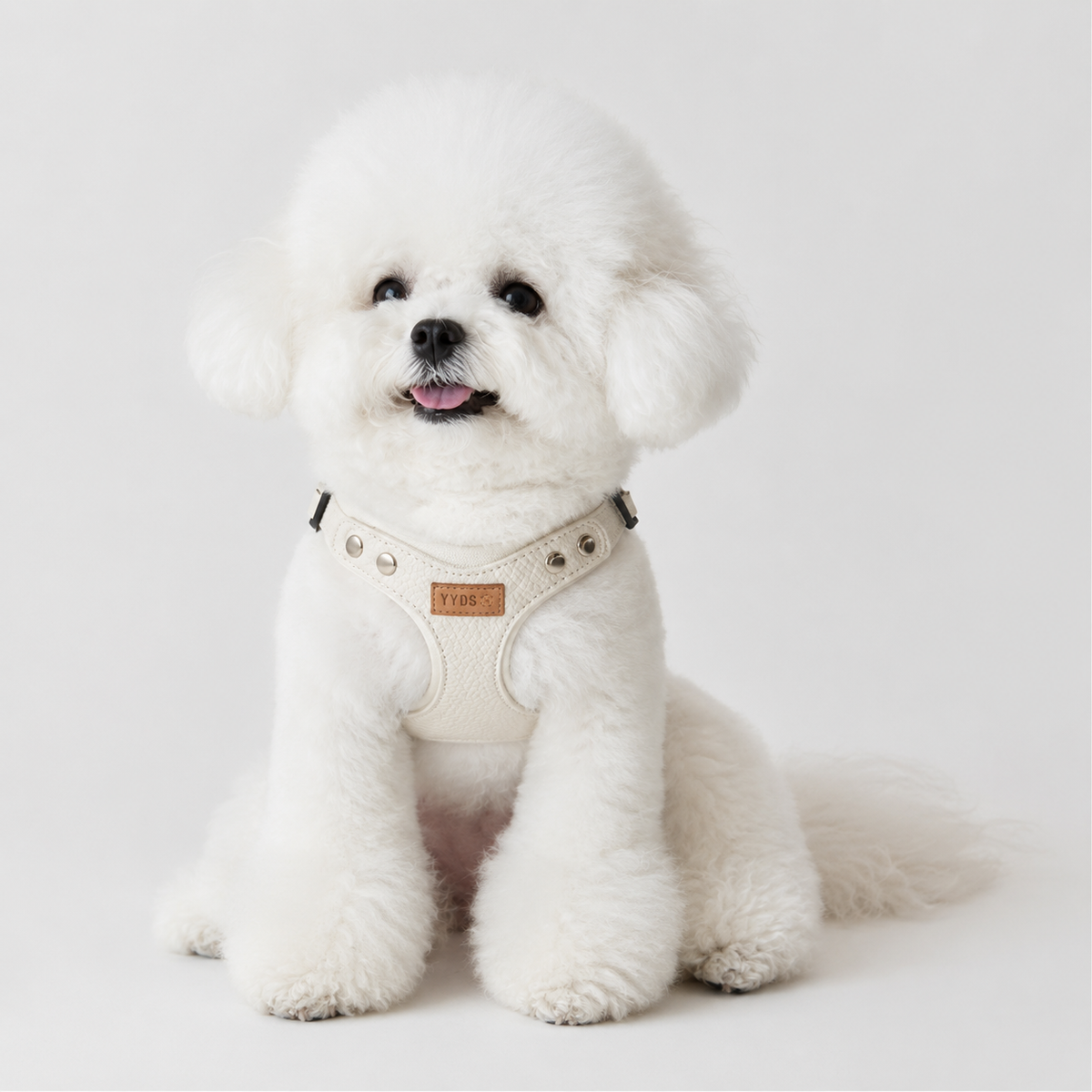 Bichon-type small dog wearing the Prestige Ivory Leather Walking Harness with the leash attached at the top of the back.