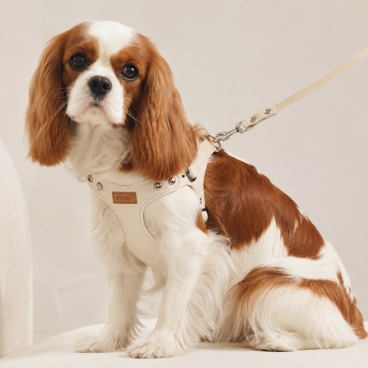 Cavalier King Charles Spaniel wearing the Prestige Ivory Leather Walking Harness with matching leash attached at the top of the harness.